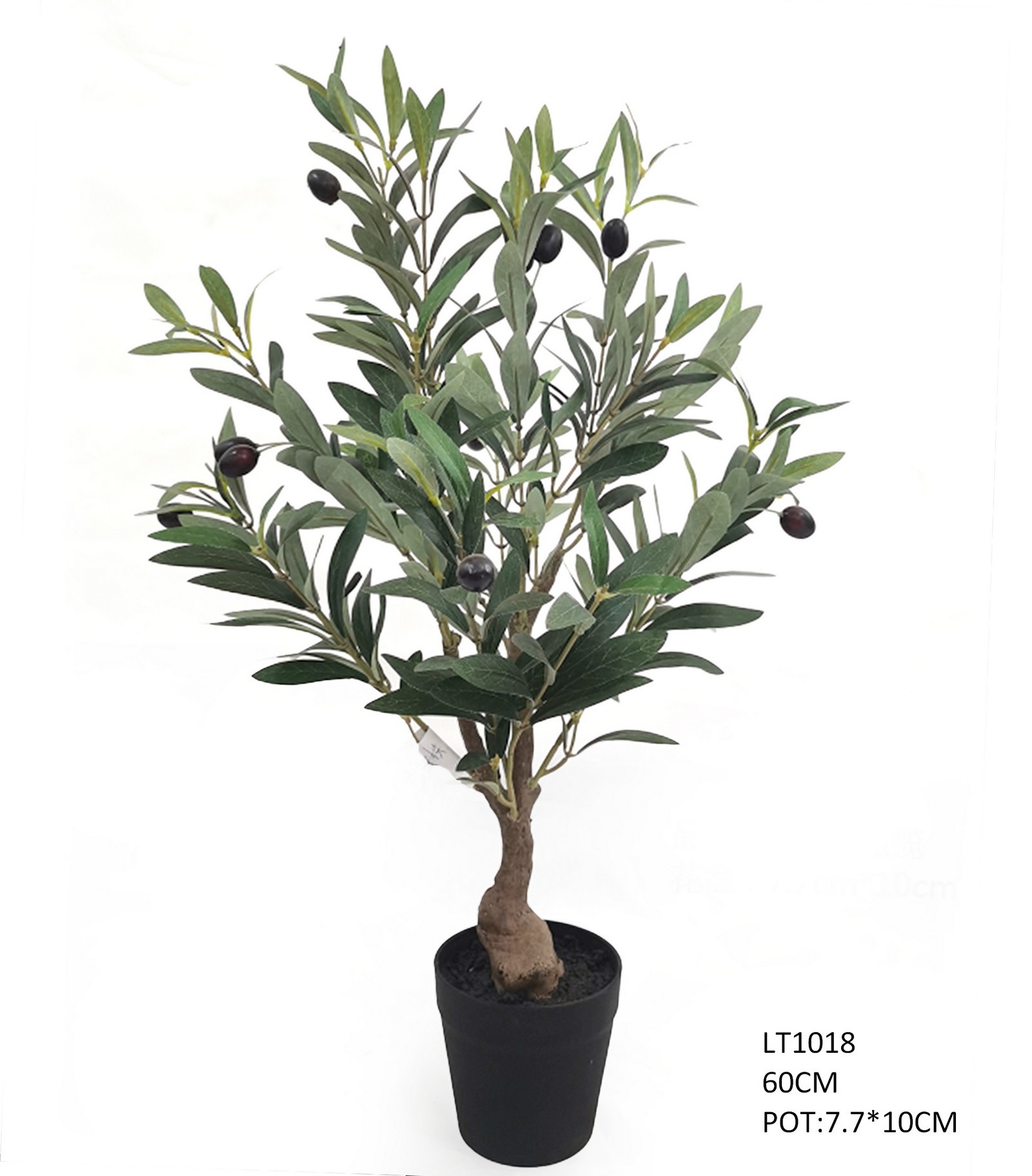 60cm  Olive Tree