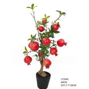 60cm pomegranate tree