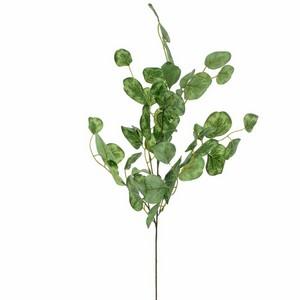 62 cm big leaf eucalyptus stem  LY16676