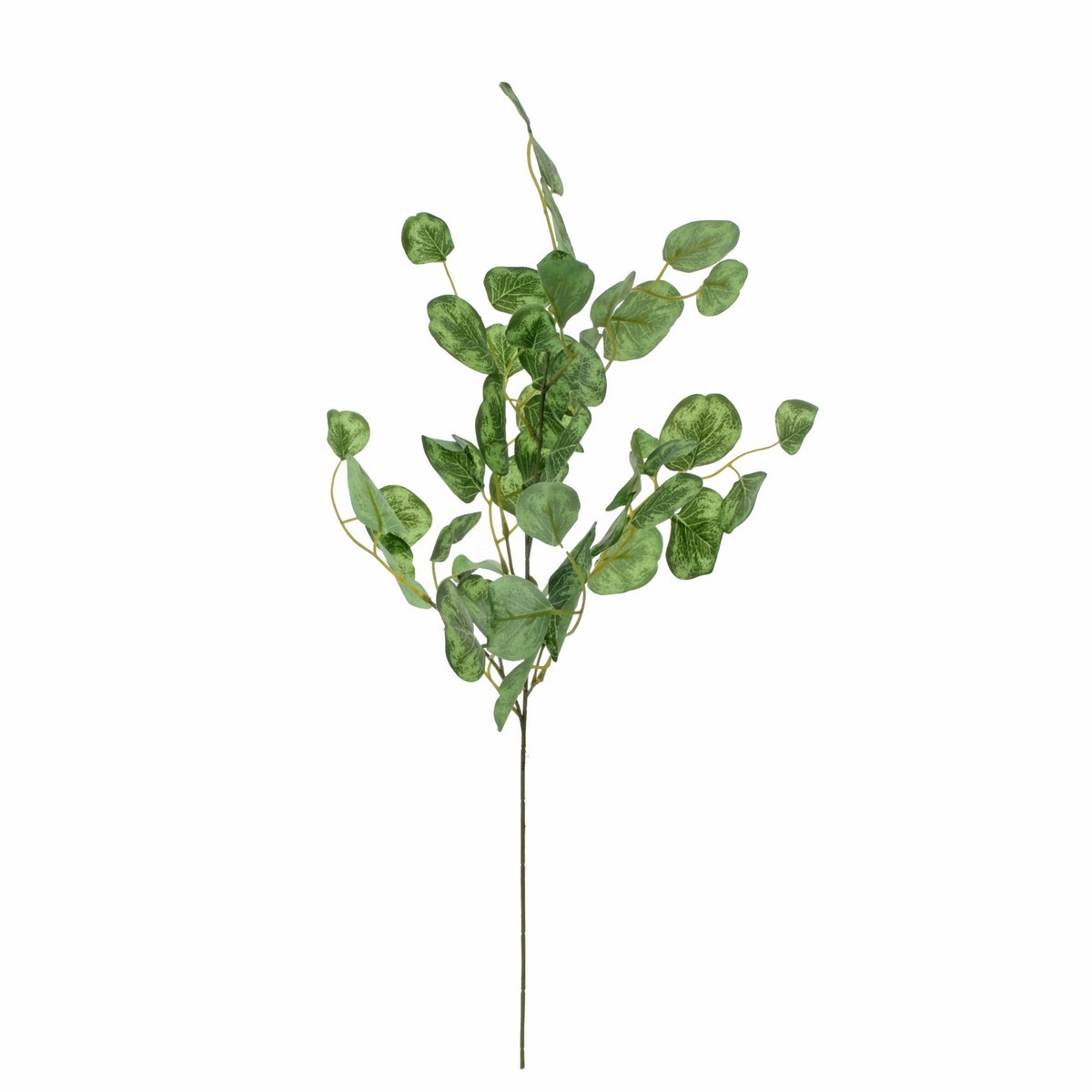 62 cm big leaf eucalyptus stem  LY16676