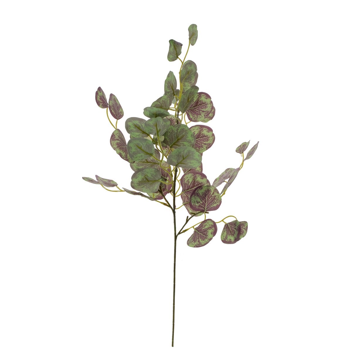 62 cm big leaf eucalyptus stem  LY16676