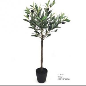 65cm  Olive Tree