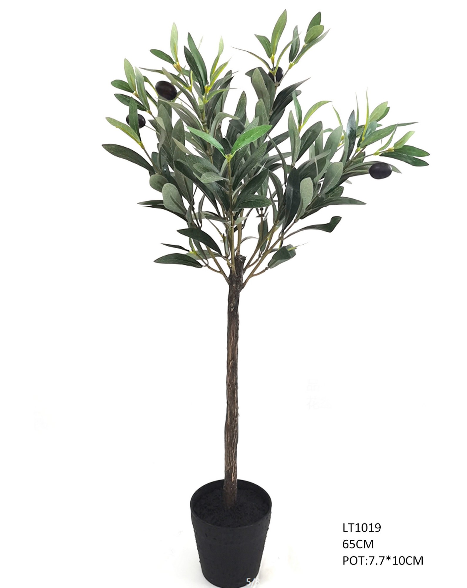 65cm  Olive Tree