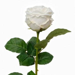 68cm single stem Austin rose