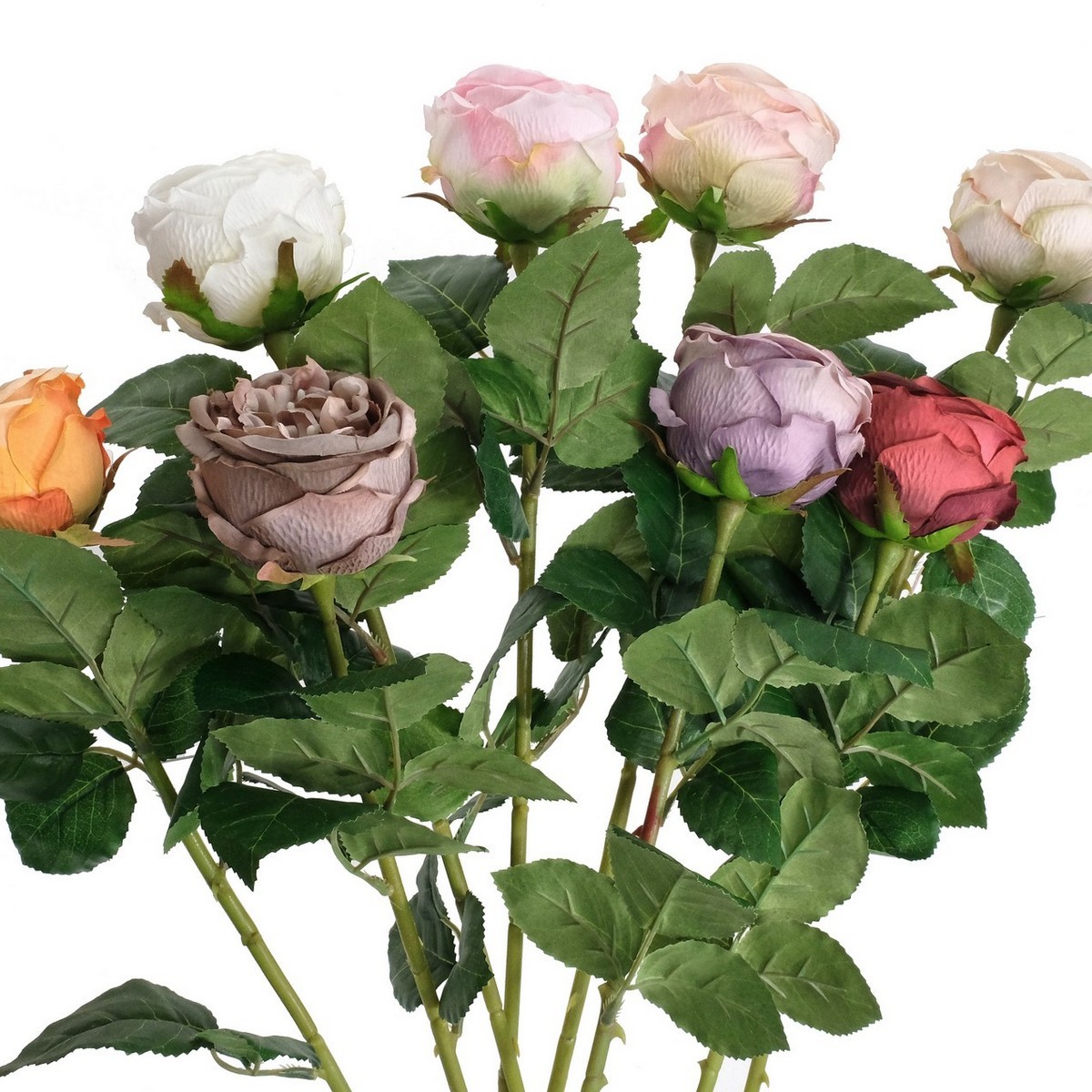 68cm single stem Austin rose