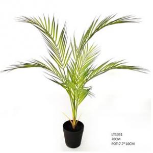 70cm  golden cane palm  tree