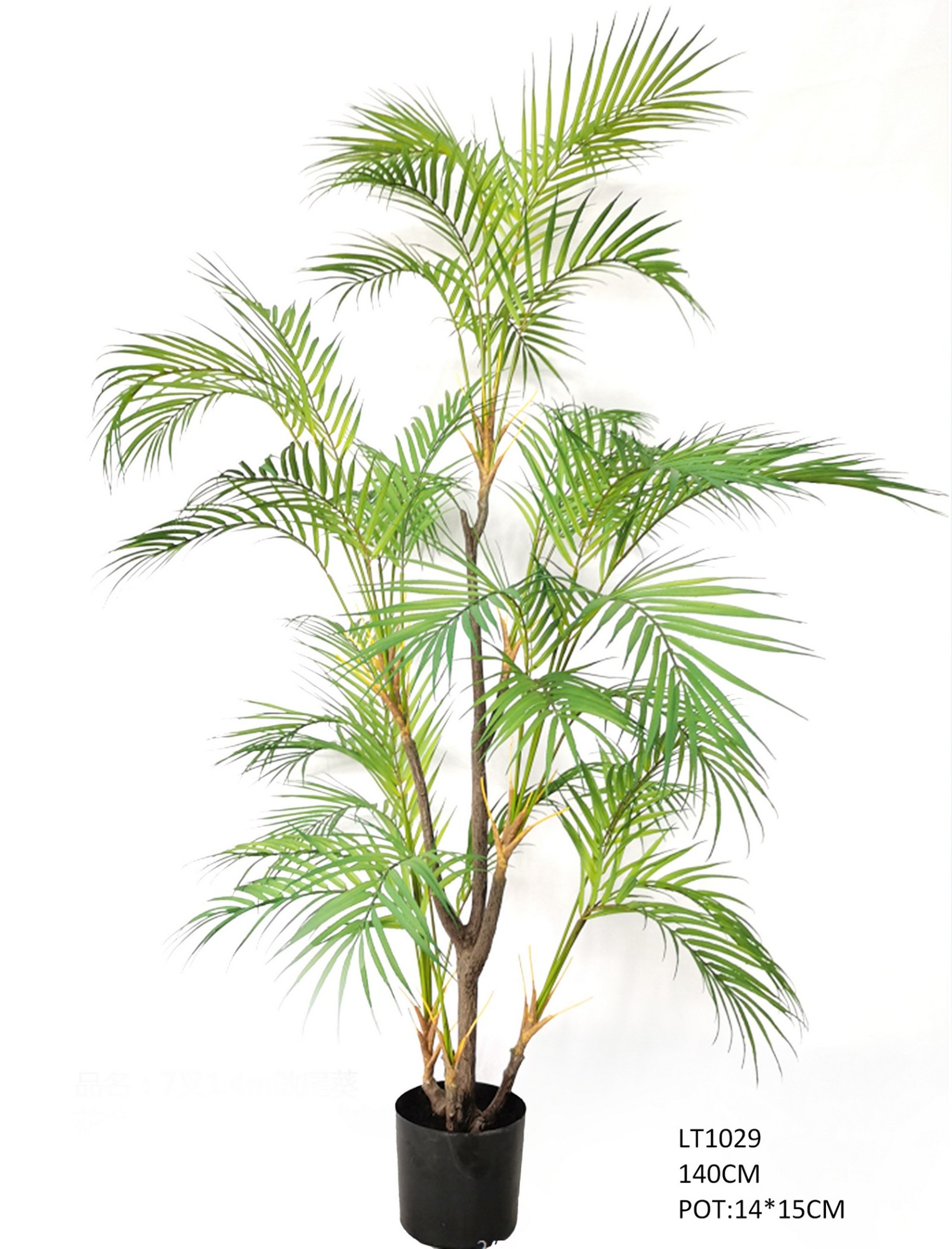 7叉1.4m  golden cane palm  tree