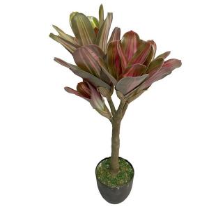 73CM Aechmea fasciata plan in pot