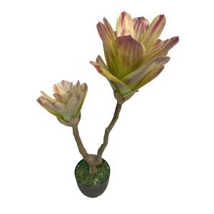 78CM Aechmea fasciata plan in pot