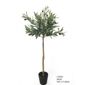 80cm  Olive Tree