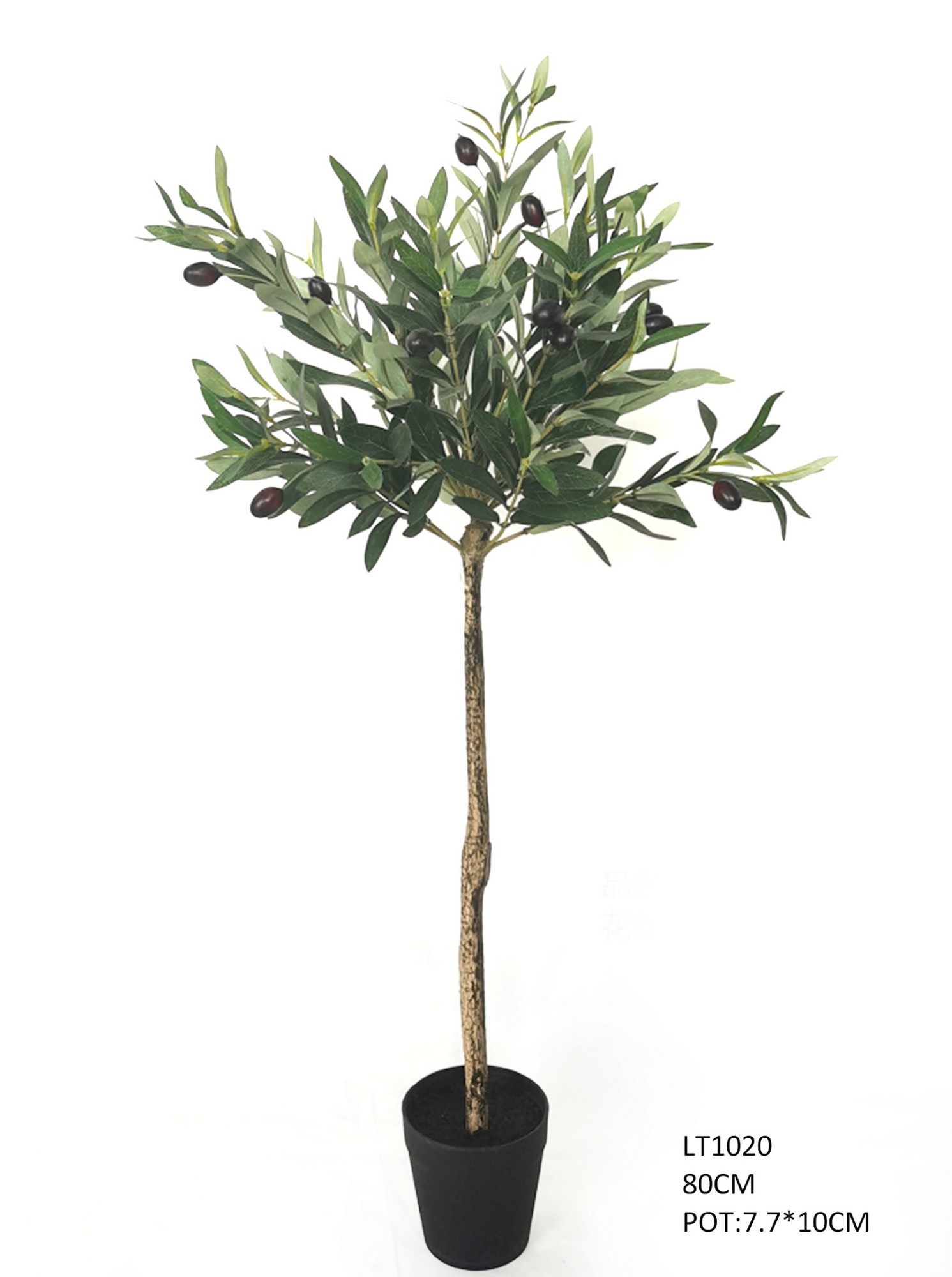 80cm  Olive Tree