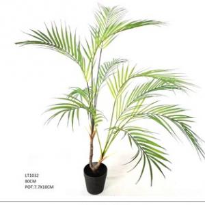 80cm  golden cane palm  tree