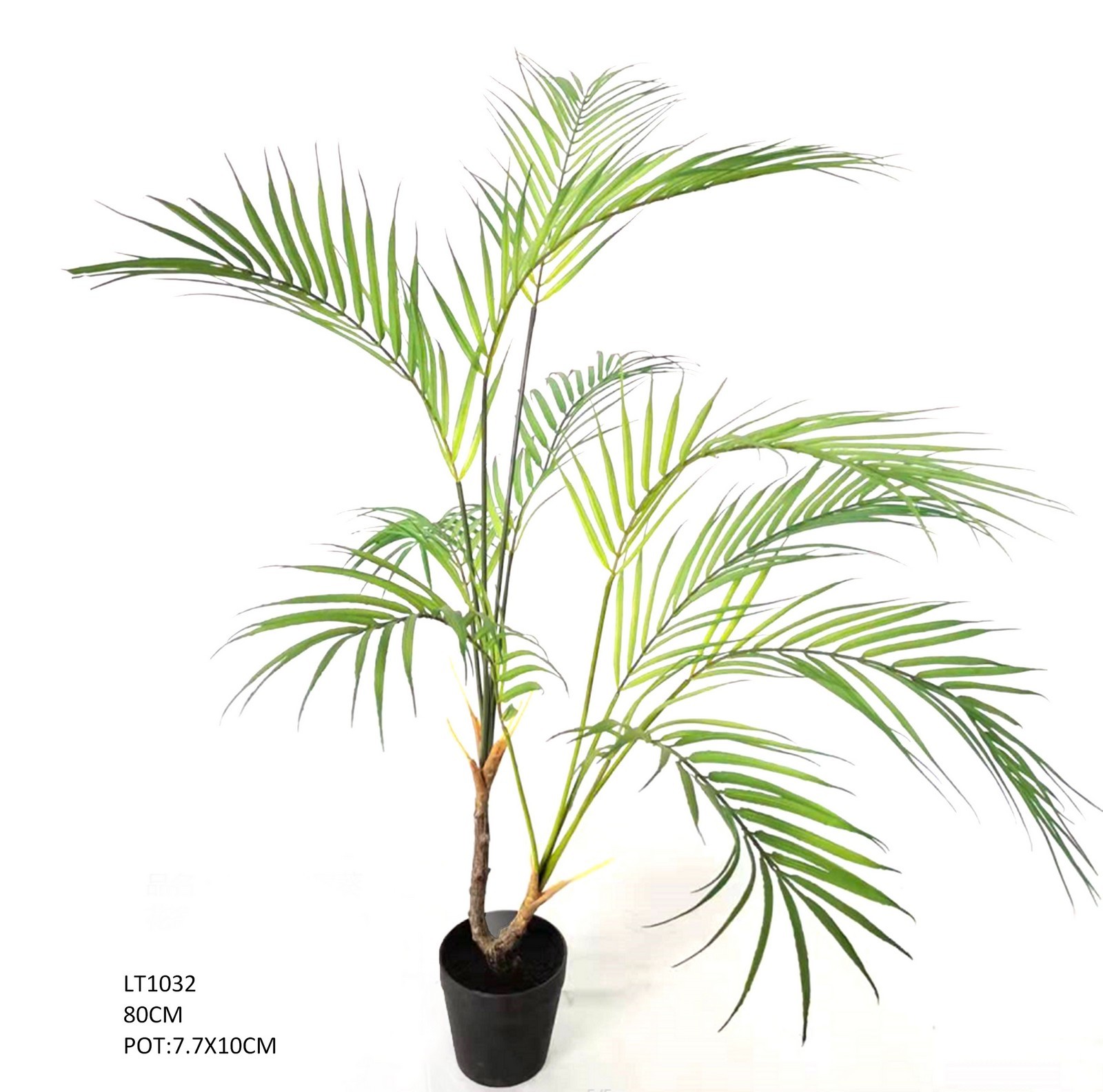 80cm  golden cane palm  tree