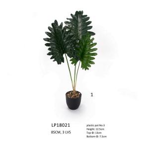 85cm potted Philodendron xanadu plant