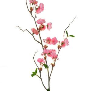 88 malus blossom LY69011