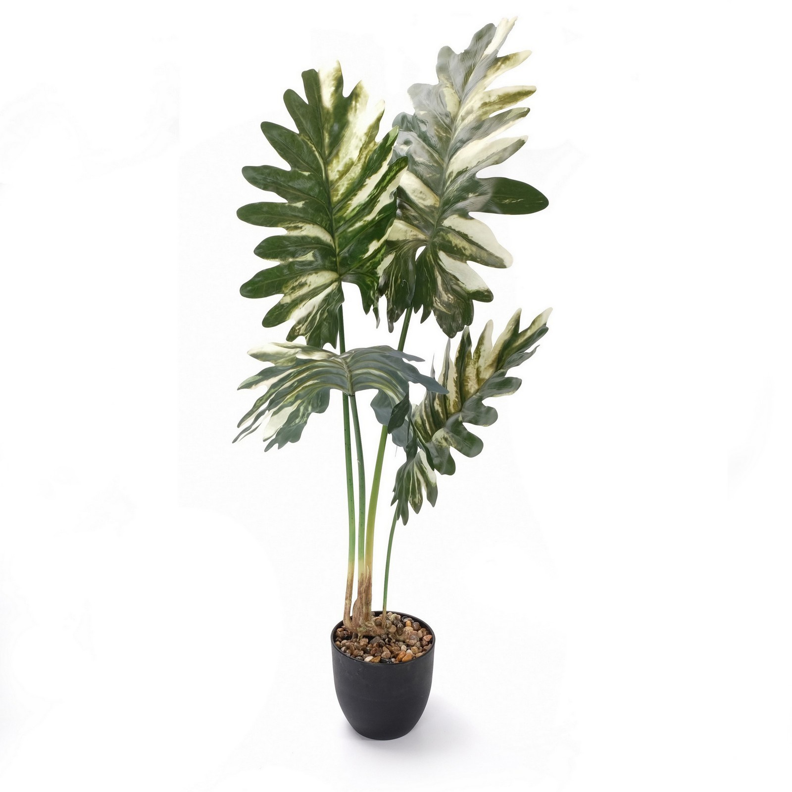 90cm potted Philodendron xanadu plant