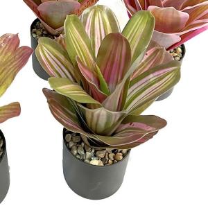 Aechmea fasciata plan in pot