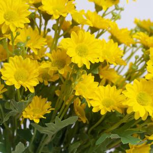 LY124305 18 heads daisy spray