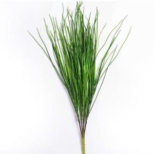 LY124313 onion grass bush