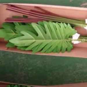 LY15252 artificial leaf