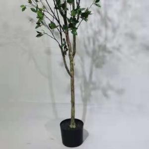 LY15300 Potted plant