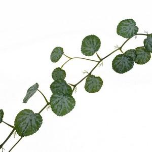 LY16804 180cm Strawberry Begonia or Saxifraga stolonifera 1.8M garland