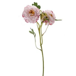 ruffled Ranunculus flower LY27604