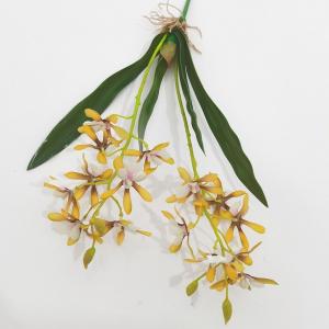 LY27737 Dendrobium nobile  orchid bush