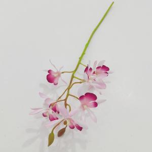LY27738 Dendrobium nobile  orchid