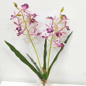 LY27739 Dendrobium nobile  orchid