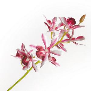 LY27740 Dendrobium nobile  orchid