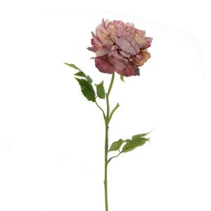 LY72607 England peony stem