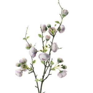 LY72609 Malus Spectabilis