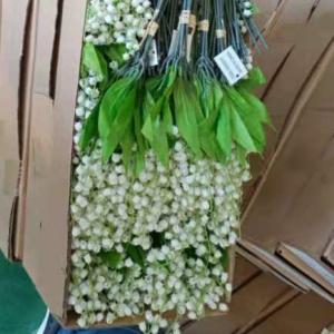  Lily-of-The-Valley