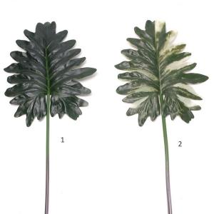 Philodendron selloum l