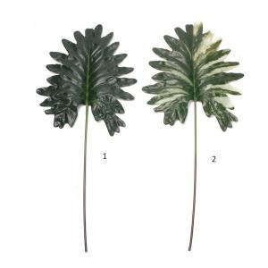 Philodendron selloum m