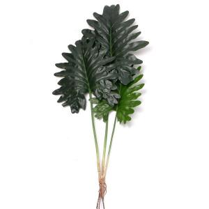 Philodendron selloum plant x 3