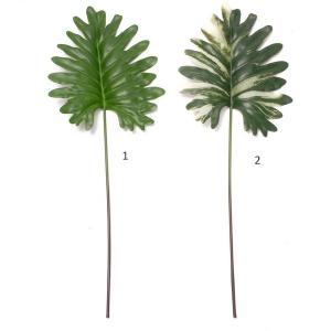 Philodendron selloum s