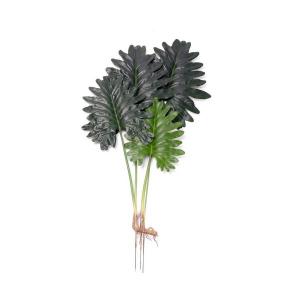 Philodendron selloum x3 L