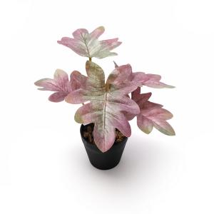 Philodendron selloum