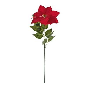 Poinsettia stem LY00293