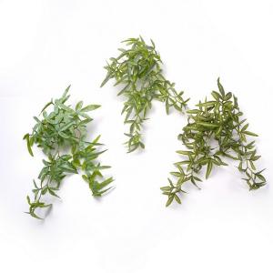  Variegated Pteris Cretica trailing bush ribbon fern 56 lvs