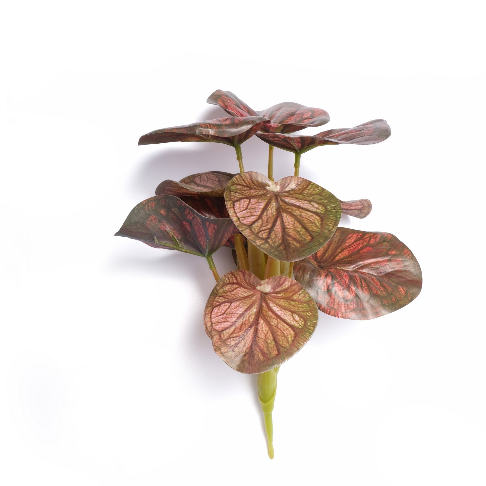 begonia leaf bush  11 lvs