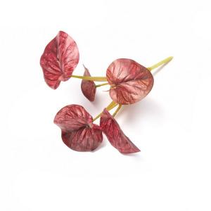 begonia leaf bush  5 lvs