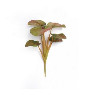 begonia leaf plant  25CM