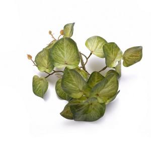 begonia leaf plant  bush 23lvs