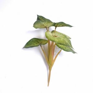 begonia leaf plant bush x 7