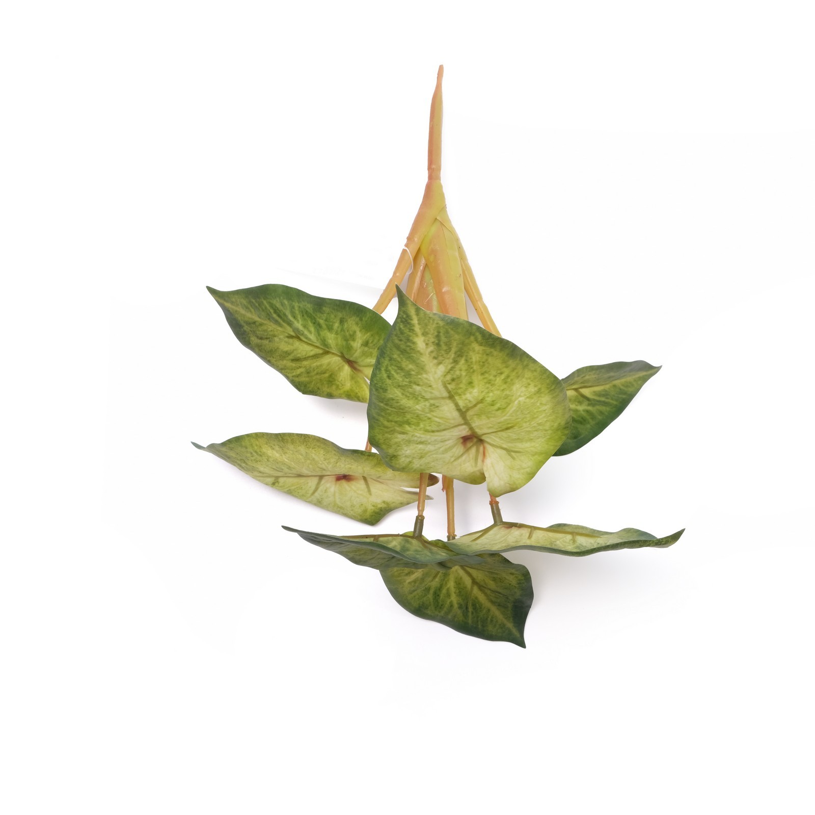 begonia leaf plant bush x 7