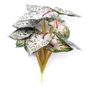 begonia leaf plant bush x11