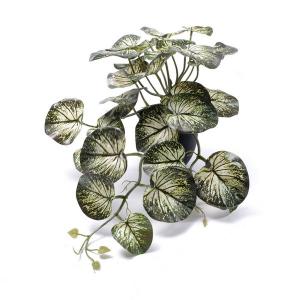 begonia leaf plant  potted